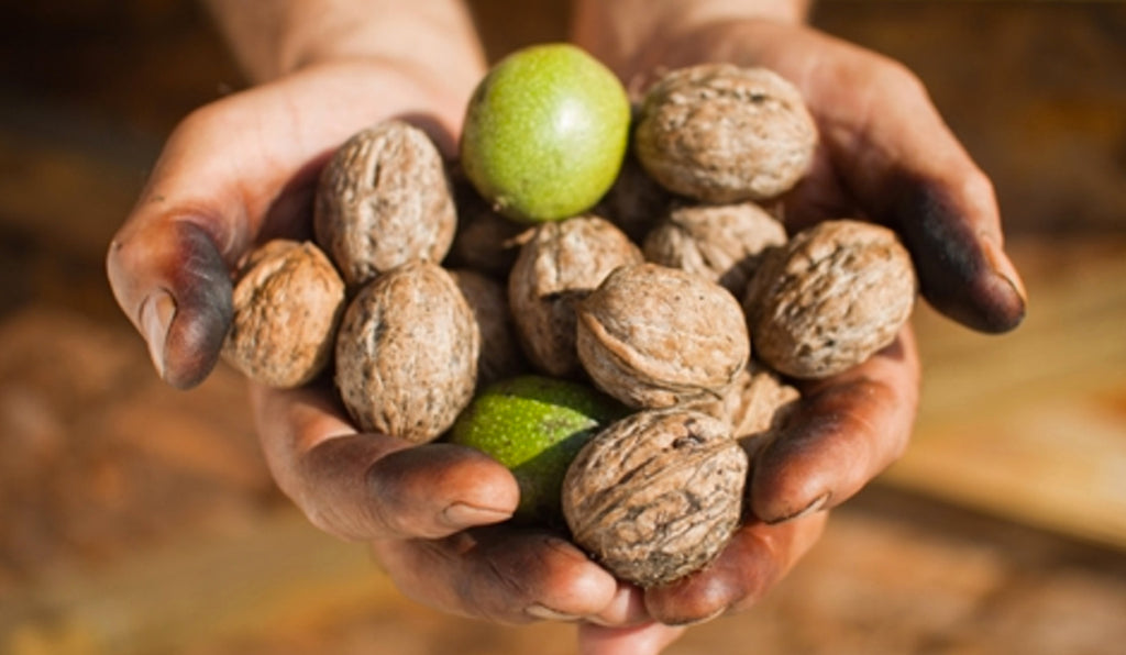 Study: Walnuts Can Boost Brain Health